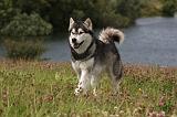 ALASKAN MALAMUTE 732